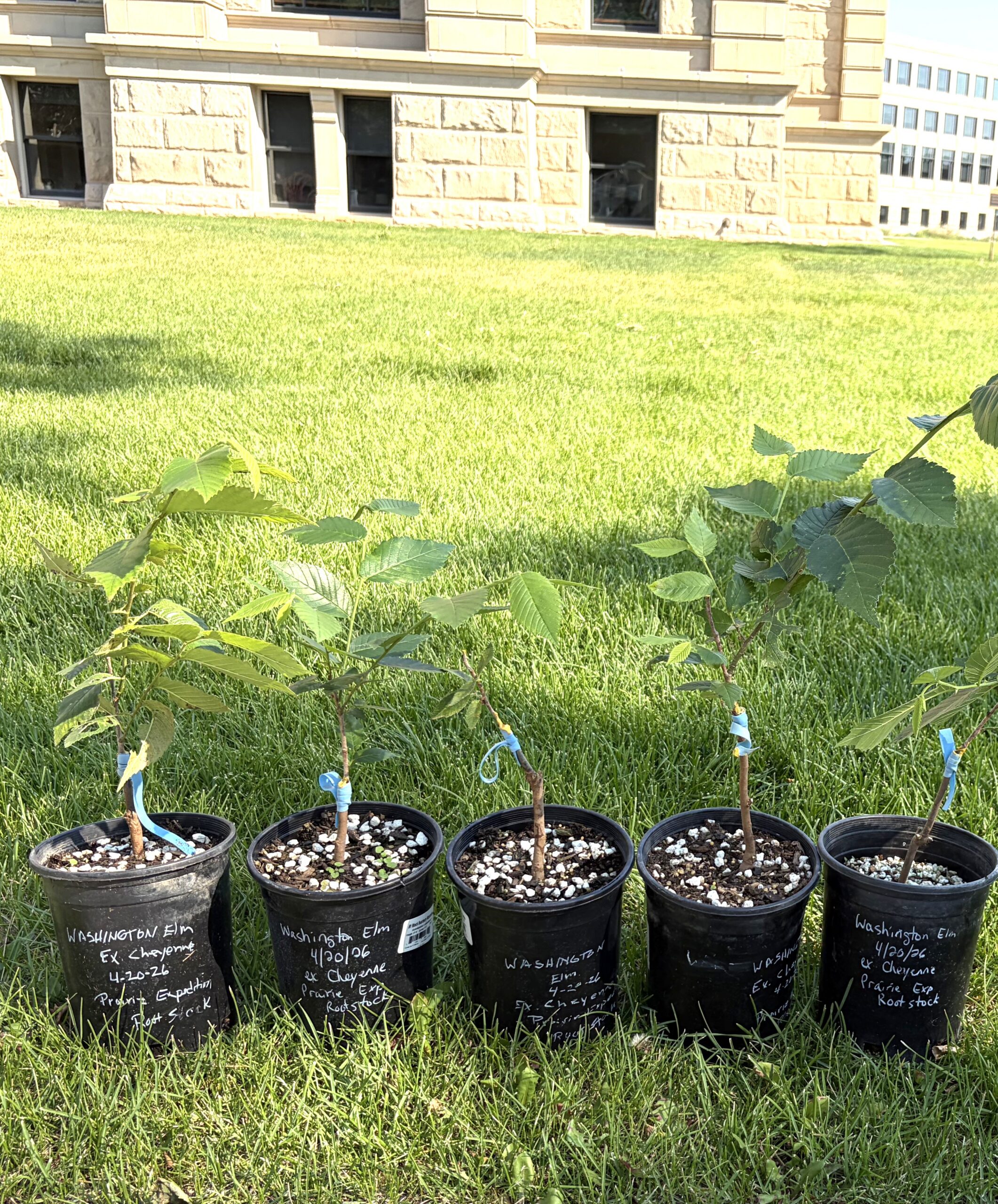 four grafts-CR